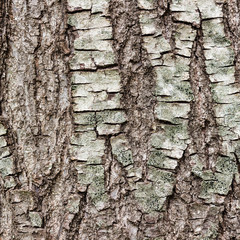 Texture or background of tree bark