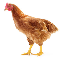 Brown hen isolated.