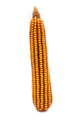 Ripe corn