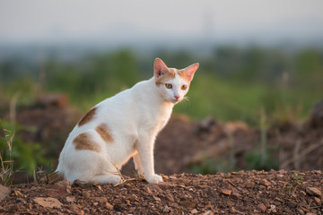 Cat sitting on the mound soil and looking.