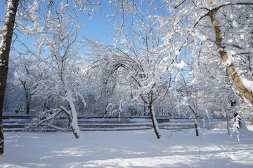 Winter landscape in the park. High resolution and quality