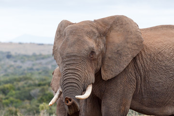 Obraz na płótnie Canvas I Know You - African Bush Elephant