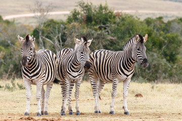 Fototapeta na wymiar Which Way To Look At The Camera - Burchell's Zebra