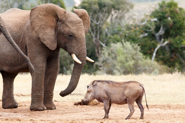 Stop And Stare At You - African Bush Elephant