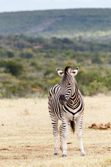 Fototapeta na wymiar Don't Stare At Me - Burchell's Zebra