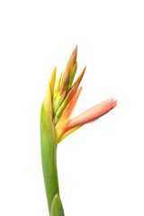 light pink Canna lily Isolated on white background