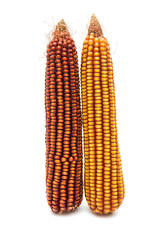 Ripe corn