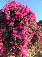 Bright Bougainvillea flowers