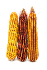 Ripe corn