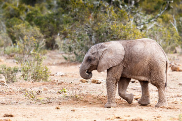 Taking A Stroll -African Bush Elephant