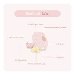 Infographic for garlic benefits with handwriting font style
