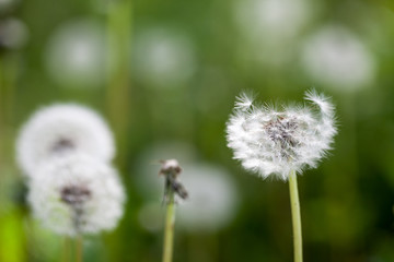 Dandelion seeds with natural background