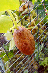 Brown Russian cucumber growing on wire netting