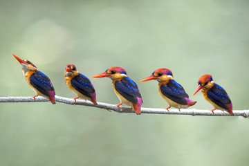 Beautiful bird Black backed Kingfisher, Small bird , Colorful bird