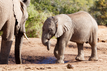 Trunk Twist - African Bush Elephant