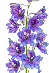 Flower of Delphinium (Larkspur), isolated on white background