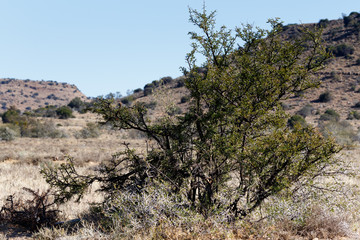 The Big Thorn Tree - Cradock Landscape