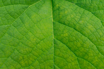 Grünes Blatt Makro
