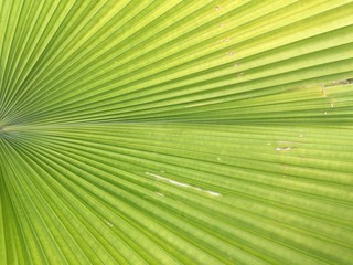 Green palm leaf background texture