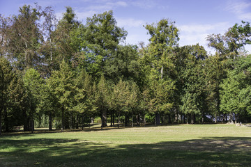 Fototapeta na wymiar park with autumn trees