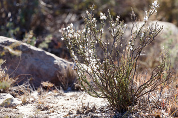 White Flowers Growing - Cradock Landscape