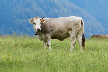 Braunvieh auf einer Bergweide in den Allg&auml;uer Alpen