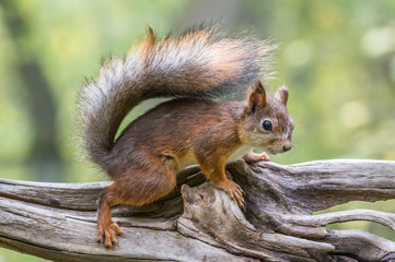 Squirrel
