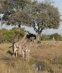 Angolan or Numibian Girrafe in Botswana Africa