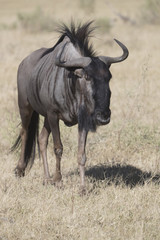 Naklejka na ściany i meble Blue Wildebeest in Botswana Africa