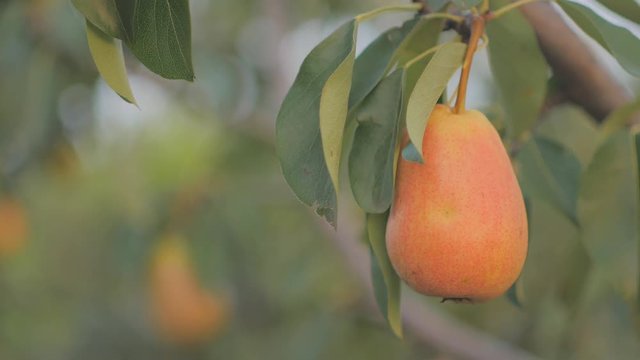 Ripe pear hangs on a tree in the garden