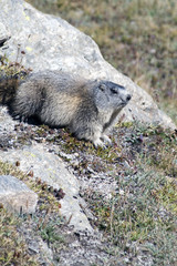 la marmotta tra l'erba rinsecchita in autunno