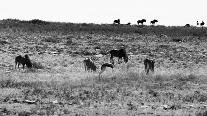 Confusing - Wildlife Park