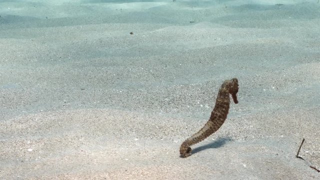Unterwasser - Riff - Seepferdchen - Tauchen - Curacao - Karibik - 4K