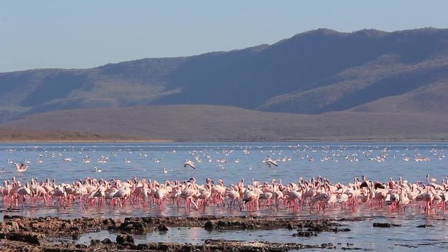 Flamingo Birds. Lake Bogoria, Kenya, African Great Rift Valley