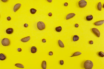 Setting of in shell almonds, chestnuts, hazelnuts on yellow back