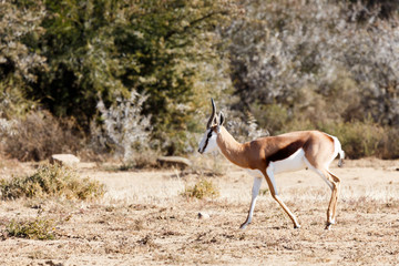 Springbok Walking - Wildlife Park