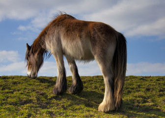 Wild Horse
wild horse grazing on open hill
