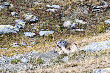 la marmotta tra l'erba rinsecchita in autunno