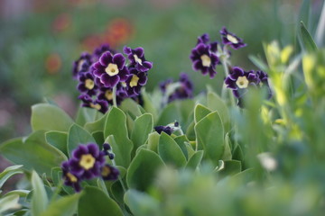 Purple primrose.
