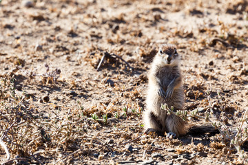 Ground Squirrel Watching You - Wildlife Park