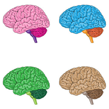 Human Brain Colors