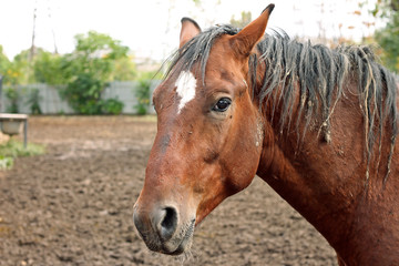 Portrait of horse hard working in field