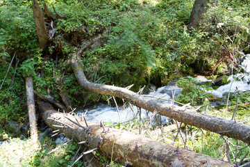 trunks of trees Bridge over the river