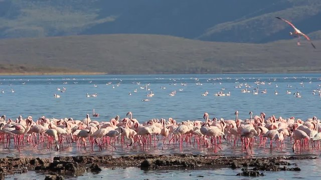 Flamingo Birds. Lake Bogoria, Kenya, African Great Rift Valley