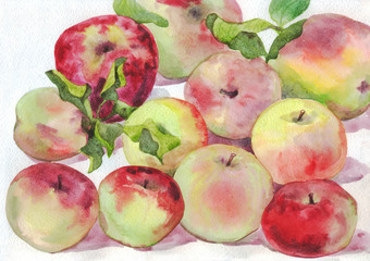 Apples. Watercolor painting