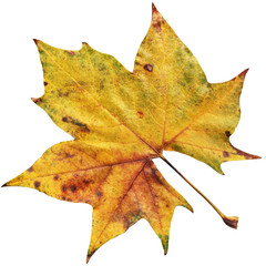 Autumn Dry Maple Leaf Isolated On White Background