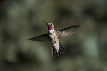 Fototapeta na wymiar Broad-Tailed Hummingbird (Selasphorus platycercus) photo taken before its fall migration to Mexico