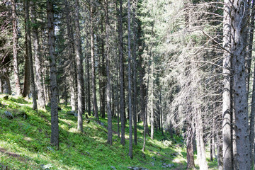 Obraz premium forest in the mountains