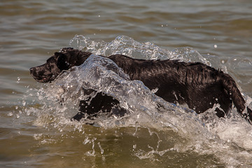 Obraz premium Seehund