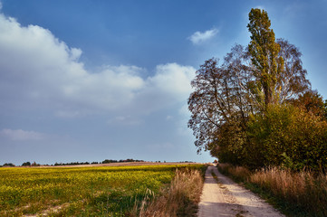 Village landscape with a road and a blooming canola in Poland.